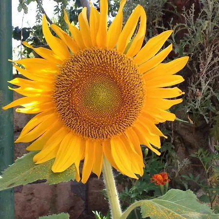 Isabella 赞布隆内